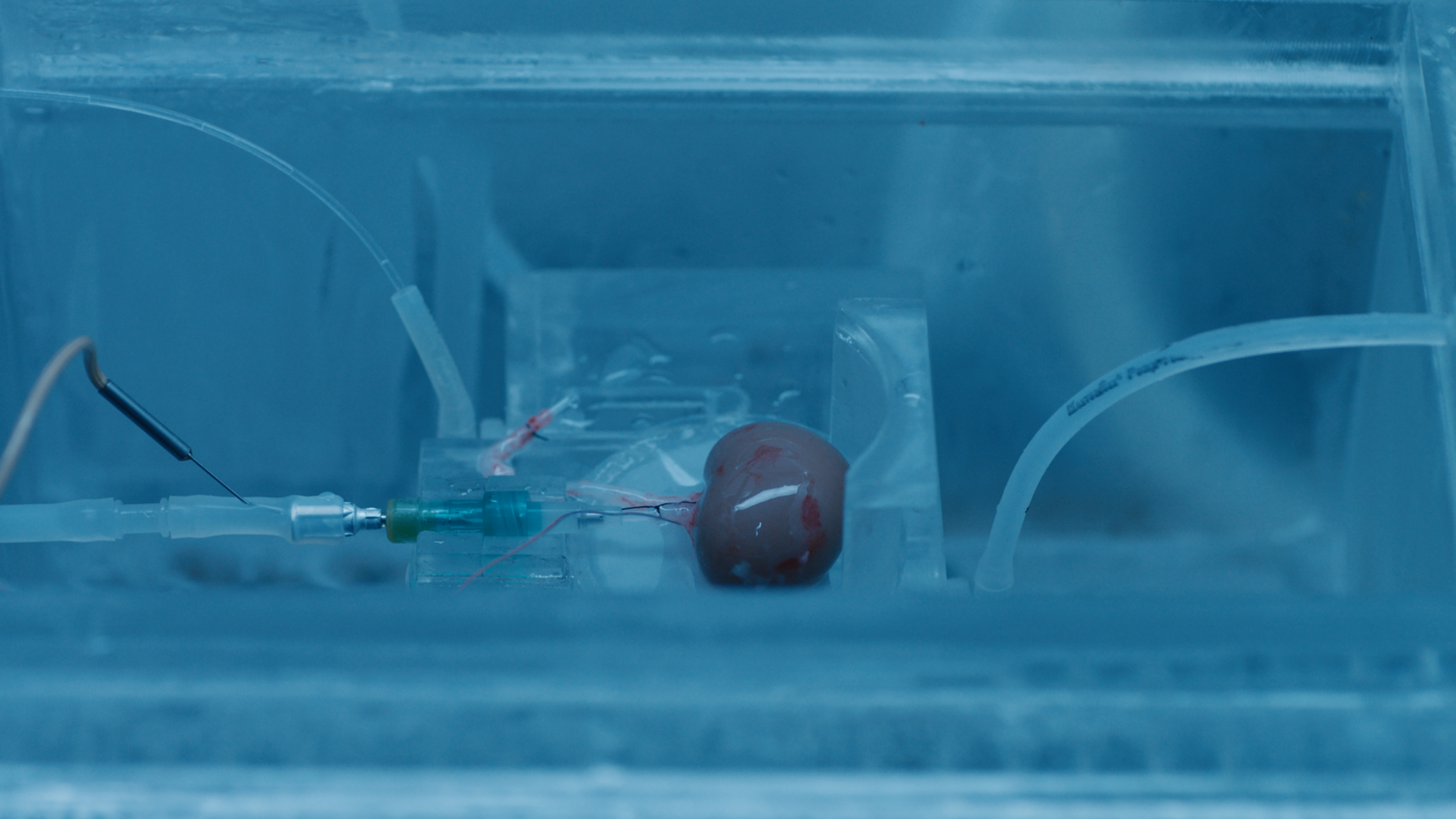 Organ cryopreservation in laboratory