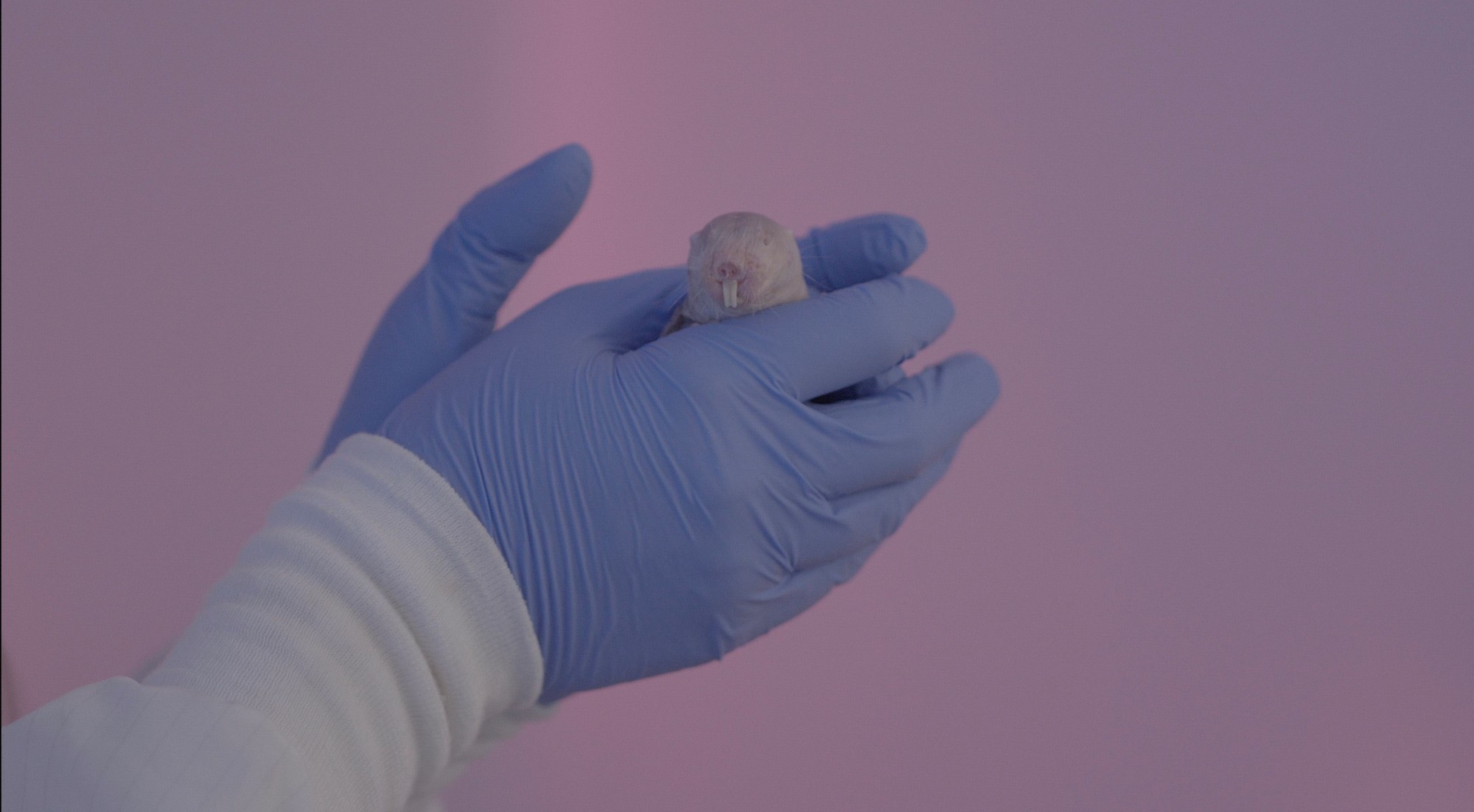 Naked mole rat held by a researcher